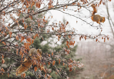 Close-up of autumn leaves on tree