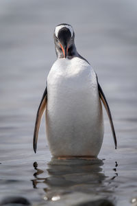 Gentoo penguin