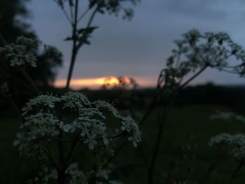 Close-up of flowering plant on field against sky during sunset