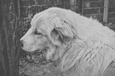 Close-up of dog outdoors