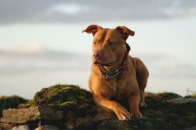 Dog looking away