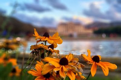 Close-up of flowers against blurred background