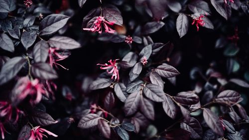 Full frame shot of red flowering plant