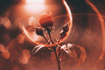 Close-up of wilted plant