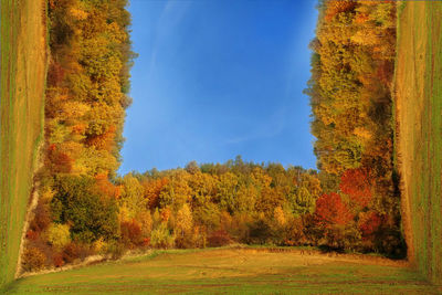 Trees on field against blue sky during autumn