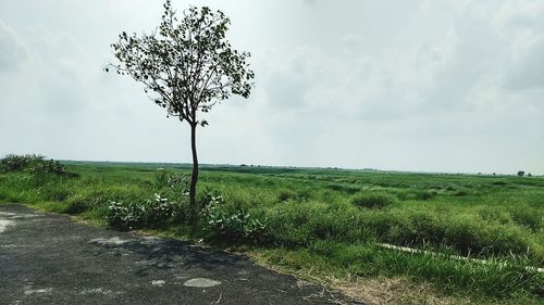 Tree on field by road against sky