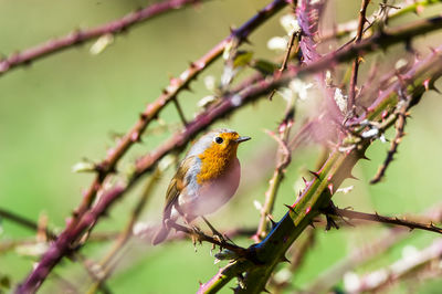 Close-up of bird perching on twig