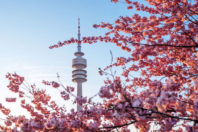 Low angle view of tower with cherry tree in foreground
