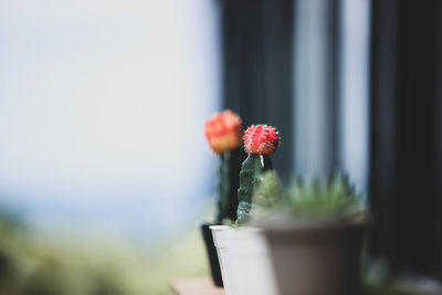 Close-up of potted plants