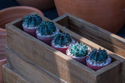 High angle view of potted plant on table