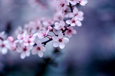 Close-up of cherry blossoms in spring