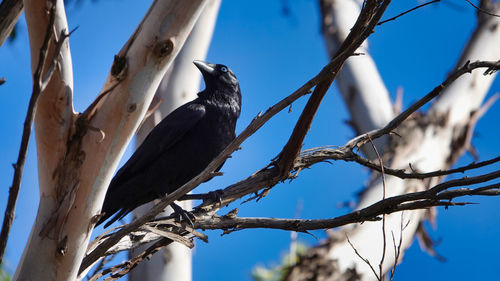 Low angle view of bird perching on branch