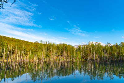 Shirogane blue pond aoiike  in summer, located near shirogane onsen in biei town, hokkaido, japan