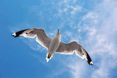 Low angle view of seagull flying