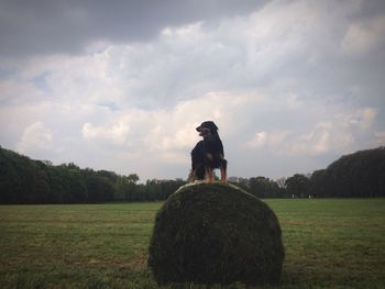 Dog on hay bale against cloudy sky