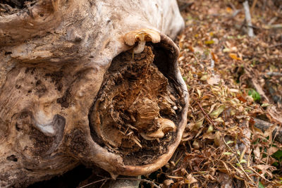 Close-up of lizard on tree trunk