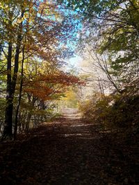 Trees growing in forest during autumn