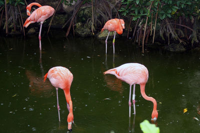 High angle view of flamingos in pond