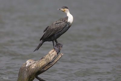 Bird perching on wooden post