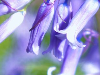 Close-up of purple flowers