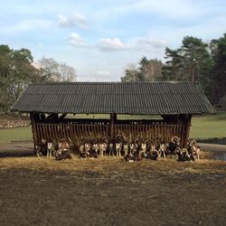 Horses on field against sky