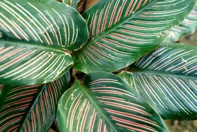 High angle view of succulent plant leaves