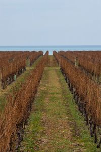 View of vineyard against lake and sky