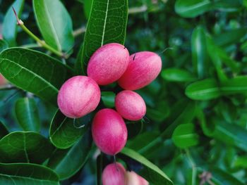 Close-up of berries growing on plant