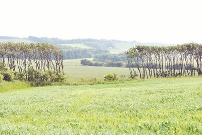 Trees on grassy field