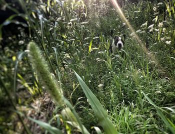 Dog on field