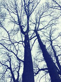 Low angle view of bare trees against sky