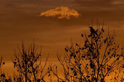 Low angle view of silhouette plants against sky during sunset