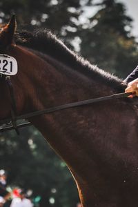 View of an riding horse