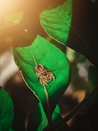 Close-up of insect on leaf