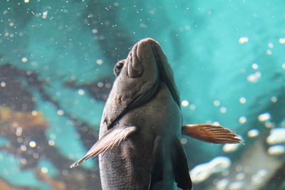 Close-up of bird in sea