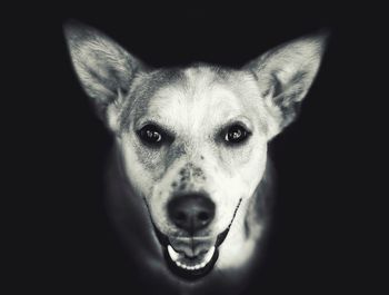 Close-up portrait of a dog over black background