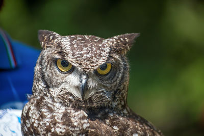 Close-up portrait of a owl