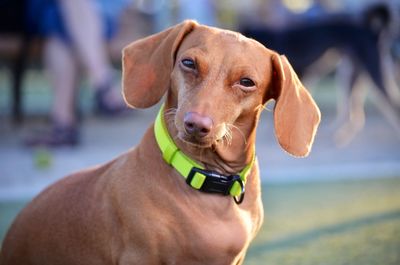 Close-up portrait of dog