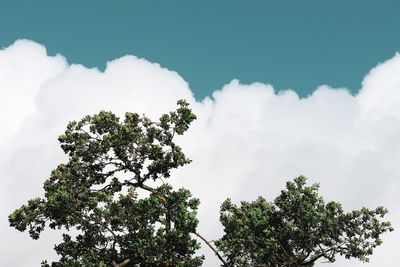 Low angle view of tree against sky