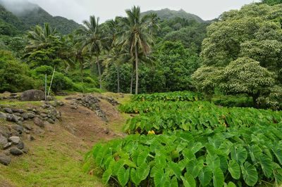 View of trees in the forest