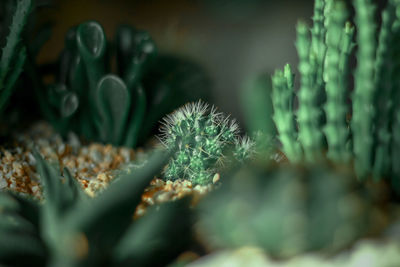 Close-up of succulent plant