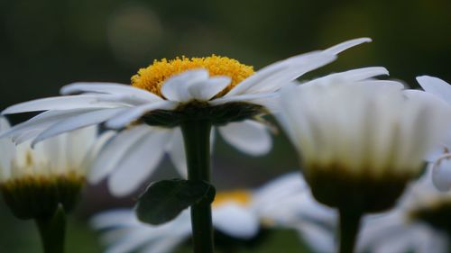 Close-up of white flowering plant