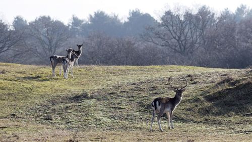 Horses grazing on field