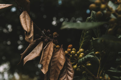 Close-up of dry leaves on tree