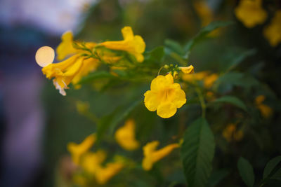 Close-up of yellow flowering plant