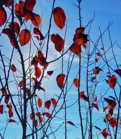 Low angle view of tree against sky