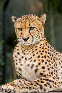 Close-up of cheetah looking away