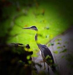 Close-up of bird perching on a tree