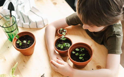 High angle view of boy holding potted plant son table