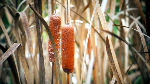 Close-up of dry plants on land